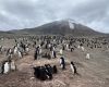 La que fue la mayor colonia de pingüinos del mundo pierde casi dos tercios de sus nidos