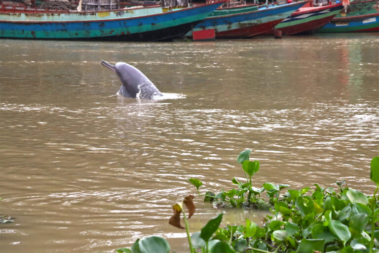 Endangered dolphins survive in a Bangladesh river so polluted it’s ‘not livable’ for fish