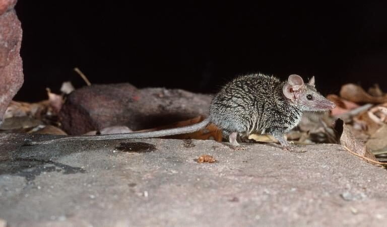 «Amante de las rocas»: la diminuta especie de marsupial descubierta a partir de ejemplares de museo