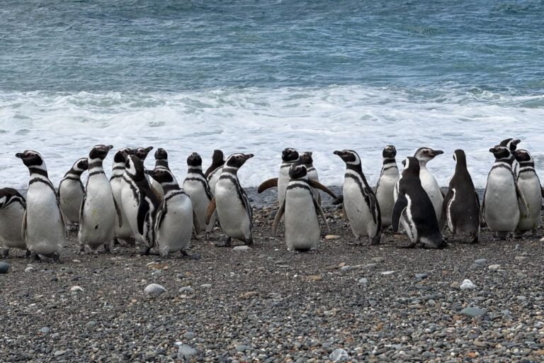 Argentina: descubren que los pingüinos de Magallanes recorren hasta 3500 kilómetros para buscar comida en época de reproducción