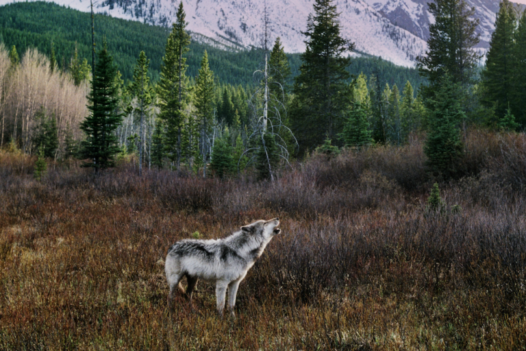 As US states cull recently restored wolf populations, here’s what we stand to lose (commentary)